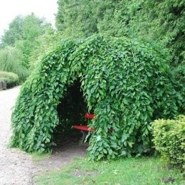 Граб обыкновенный Пендула