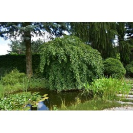 Граб обыкновенный Пендула