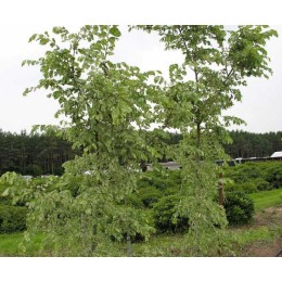 Вяз малый Аргентеовариегата