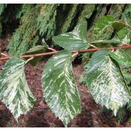 Вяз малый Аргентеовариегата