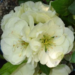 Айва превосходная Киншиден