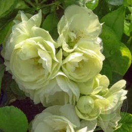 Айва превосходная Киншиден