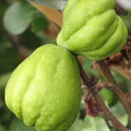 Айва превосходная Киншиден