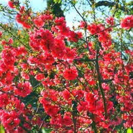 Айва превосходная Рэд Трейл