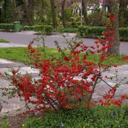 Айва превосходная Николин