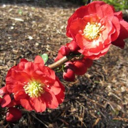 Айва превосходная Скарлет Сторм