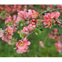 Айва превосходная Пинк Трейл / Интерпитра