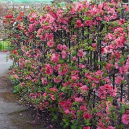 Айва превосходная Пинк Трейл / Интерпитра