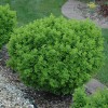 Акация кустарниковая Глобоза