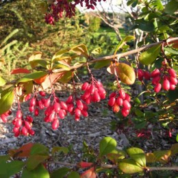 Барбарис Ред Тиарс