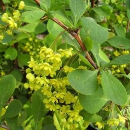 Барбарис Ред Тиарс