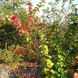 Барбарис Ред Тиарс