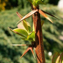 Барбарис Ред Тиарс