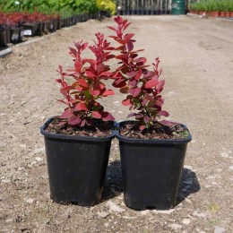 Барбарис Тунберга Неон