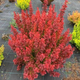 Барбарис Тунберга Неон