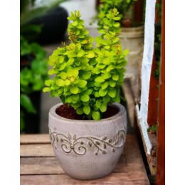 Барбарис Тунберга Неон Голд