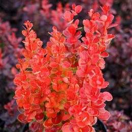 Барбарис Тунберга Вулкано