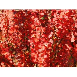 Барбарис Тунберга Вулкано