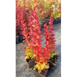 Барбарис Тунберга Вулкано