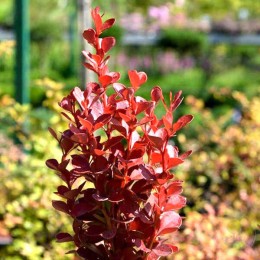 Барбарис Тунберга Вулкано