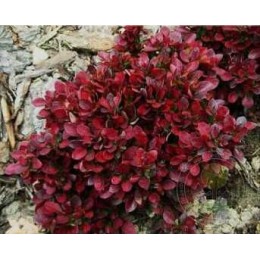 Барбарис Пола