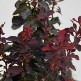 Барбарис Пола