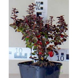 Барбарис Пола