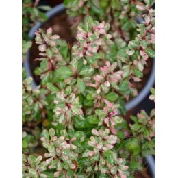 Барбарис Тунберга Сильвер Рокет