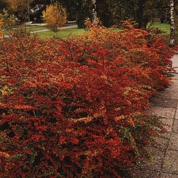 Барбарис Тунберга