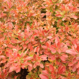 Барбарис Тунберга Адмирэйшн