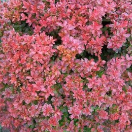 Барбарис Тунберга Адмирэйшн