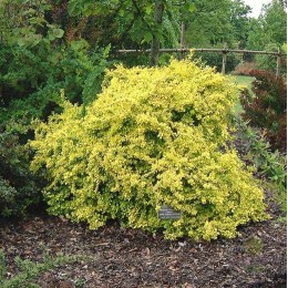 Барбарис Тунберга Ауреа