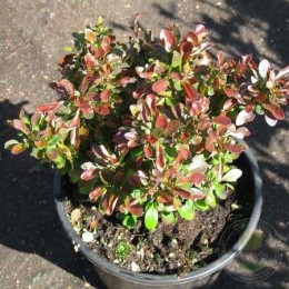 Барбарис Тунберга Багатель