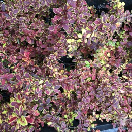 Барбарис Тунберга Коронита