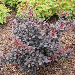 Барбарис Тунберга Дартс Ред Лэди