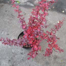 Барбарис Тунберга Дартс Ред Лэди