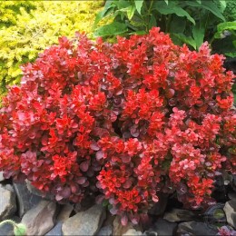 Барбарис Тунберга Файер Балл