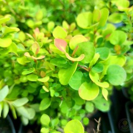 Барбарис Тунберга Голдалита