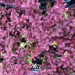 Барбарис Тунберга Голден Ринг