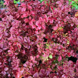 Барбарис Тунберга Голден Ринг