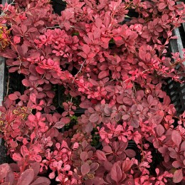 Барбарис Тунберга Арлекин