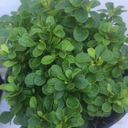 Барбарис Тунберга Кобольд