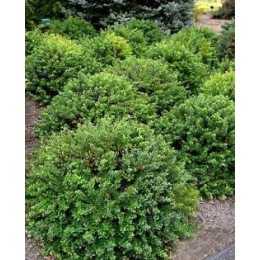 Барбарис Тунберга Кобольд