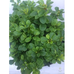 Барбарис Тунберга Кобольд