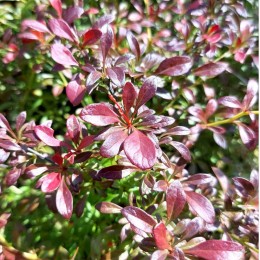 Барбарис Тунберга Орандж Дрим