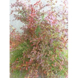 Барбарис Тунберга Орандж Дрим