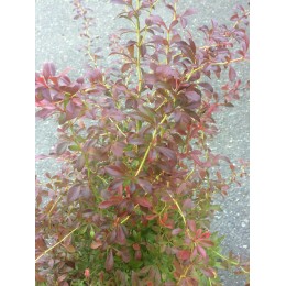 Барбарис Тунберга Орандж Дрим