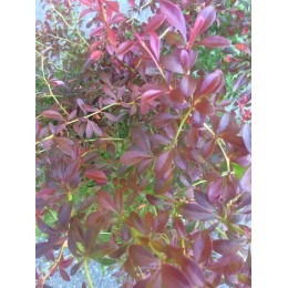 Барбарис Тунберга Орандж Дрим