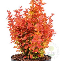 Барбарис Тунберга Оранж Айс