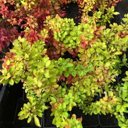 Барбарис Тунберга Паувау